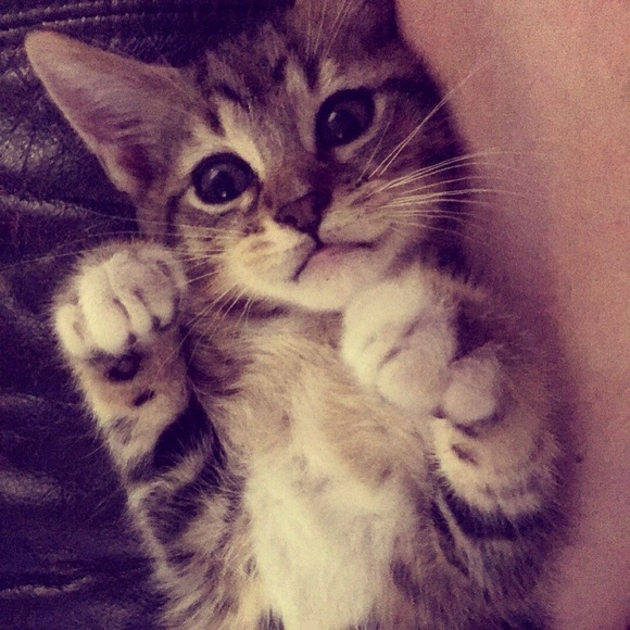 meow595